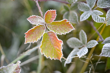 First frost on a plants  in november morning