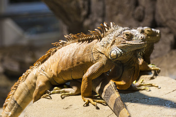 Couple of iguanas