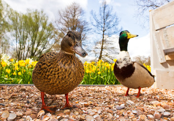 Funny ducks in spring in the Netherlands