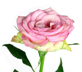 rose on a white background