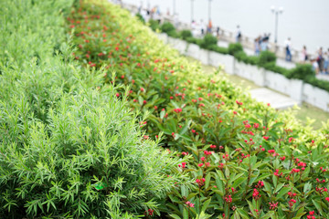 Fototapeta na wymiar plant on a terrace garden