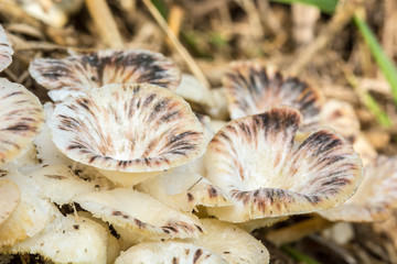 close-up shot of bracket fungi on a decaying tree trunk
