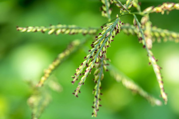 grass seed shallow depth of field
