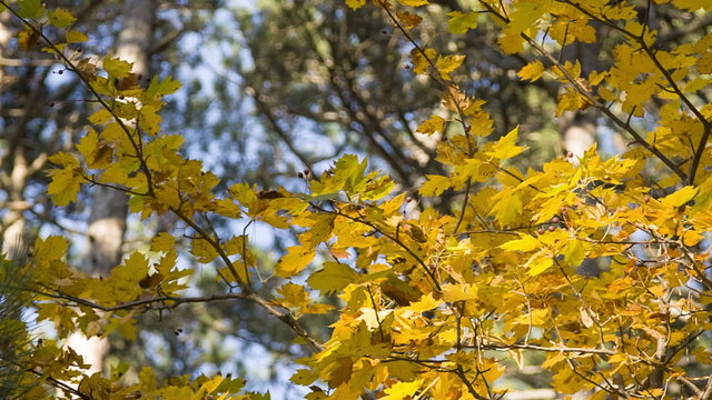 the crown of autumn trees in the sunlight