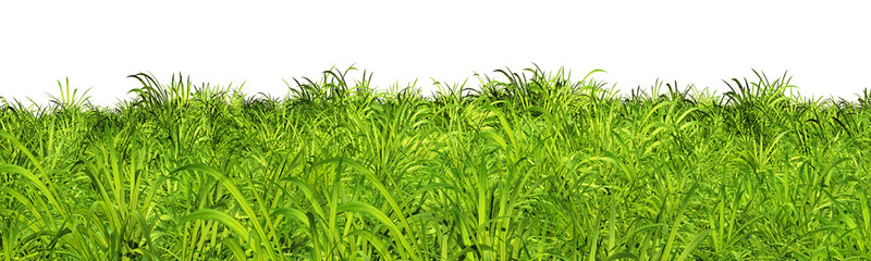 fresh spring green grass isolated