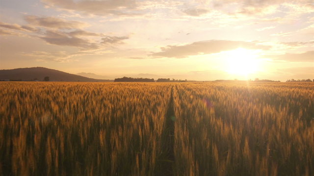 AERIAL: Flight over the wheat field at sunrise