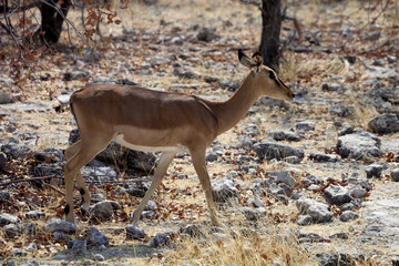 Black-faced Impala, Aepyceros melampus petersi,  Etosha, Namibia
