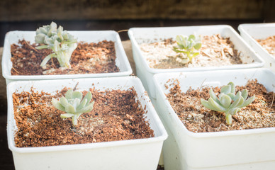 Cactus plants in minimal garden