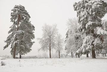 Snowy pine trees in winter, Russia.