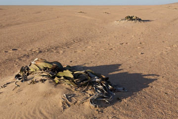 Obraz premium Welwitschia mirabilis, Amazing desert plant