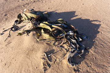 Obraz premium Welwitschia mirabilis, Amazing desert plant