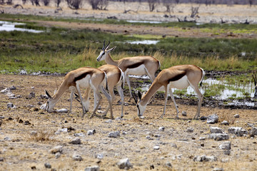 Springbok, Antidorcas marsupialis,  in the Namibian bush
