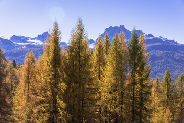 唐松の紅葉美しいドロミテ地方