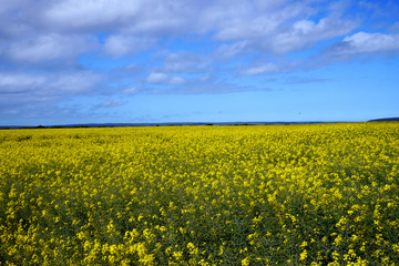 Obraz premium striking field with yellow and green plants and blue sky