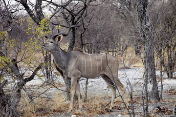 the male Greater kudu, Tragelaphus strepsiceros in the Etosha National Park, Namibia