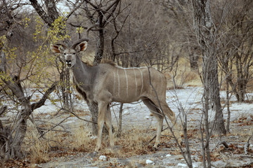 the male Greater kudu, Tragelaphus strepsiceros in the Etosha National Park, Namibia