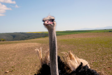 classic ostrich on south african farm