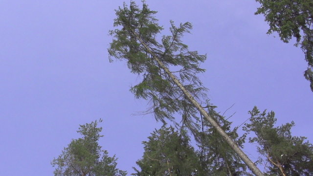 SLOW MOTION: Big spruce tree falling down