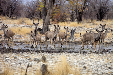 Naklejka na ściany i meble group Greater kudu, Tragelaphus strepsiceros at the waterhole, Etosha National Park, Namibia