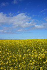 Obraz premium striking field with yellow and green plants and blue sky
