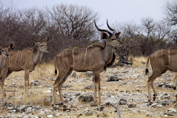 Naklejka na ściany i meble the male Greater kudu, Tragelaphus strepsiceros in the Etosha National Park, Namibia