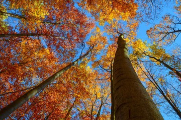 colorful autumn trees