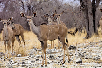 Naklejka premium the female Greater kudu, Tragelaphus strepsiceros in the Etosha National Park, Namibia
