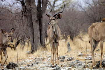 the male Greater kudu, Tragelaphus strepsiceros in the Etosha National Park, Namibia