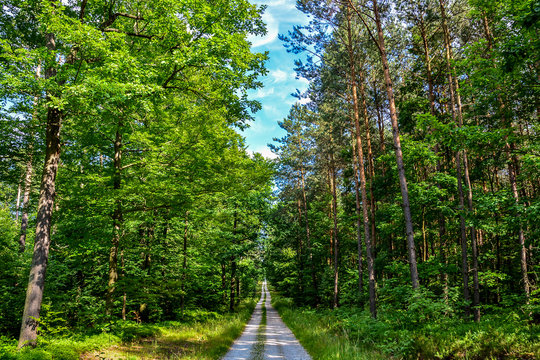 A neverending path in a nice, green forest on a beautiful day.