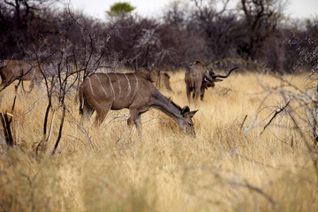 the female Greater kudu, Tragelaphus strepsiceros in the Etosha National Park, Namibia