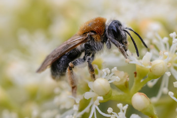 Insect