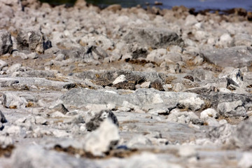 Yellow-throated Sandgrouse, Pterocles gutturalis, in the Etosha National Park, Namibia