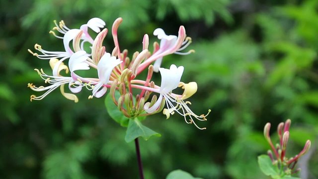 Fleur odorante du ch&egrave;vrefeuille