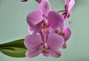 orchid flower - obrazy, fototapety, plakaty