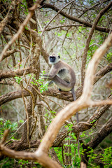 обезьяна серый лангур или Хануман лангур в национальном парке Яла Шри-Ланка