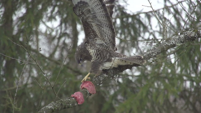 SLOW MOTION: Wild bird buzzard