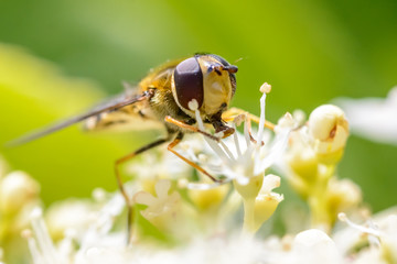 Bee on a leaf
