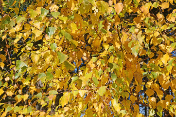 blätter im herbst, bunte farben