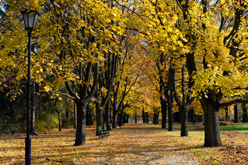 Autumn park on a sunny day