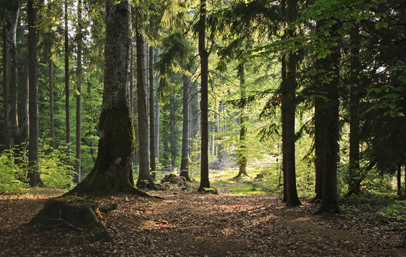 Fototapeta Pine forest in sunlight