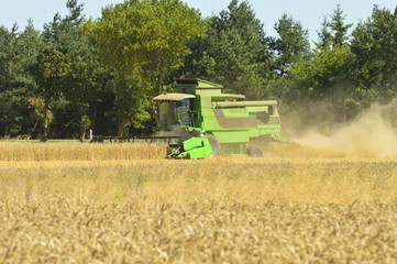 Fototapeta premium Combine the field