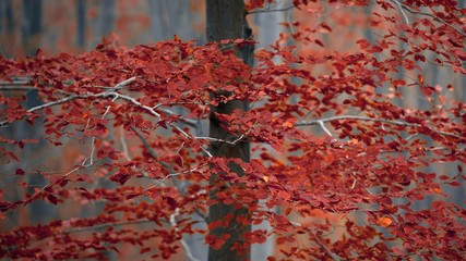 Autumn day in the enchanted forest 