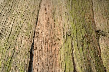Bark texture