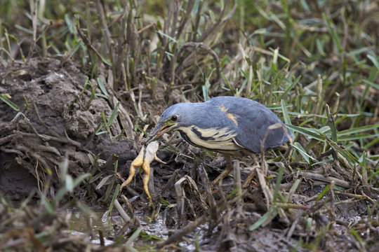 Dwarf bittern (Ixobrychus sturmii) with a platanna, Kruger National Park