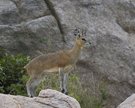 Klipspringer (Oreotragus oreotragus) male, Kruger National Park