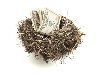 Dollar bills in bird nest isolated on white