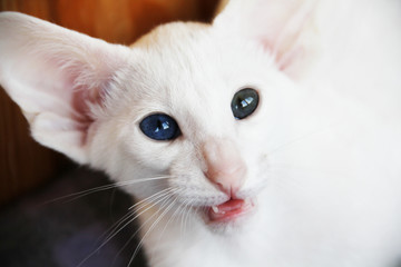 White oriental cat with eyes of different colors