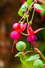 Fototapeta premium Fuchsia flower in national park