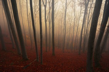 Autumn day in the enchanted forest 