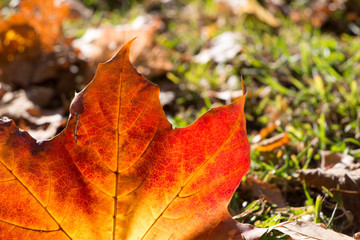 Ahornblatt in der Herbstsonne